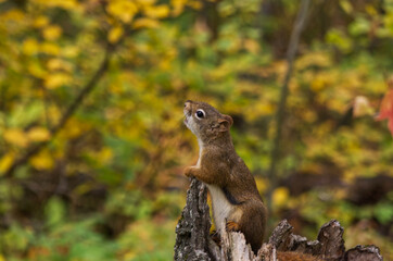 A Red Squirrel calling in the Wild