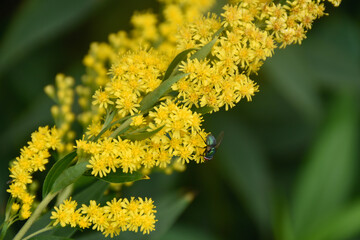 Green fly sits on a blooming plant with small yellow flowers in the garden.