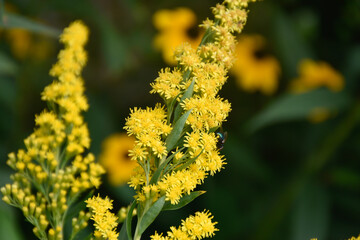 A fly sits on a blooming yellow plant with small flowers in a beautiful green garden.