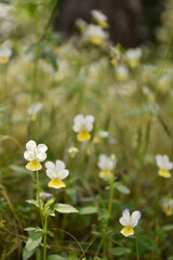 Yellow-white wildflowers bloom in the forest glade near old tree.