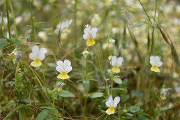 Small yellow-white wildflowers bloom under the sunlight in a forest glade.