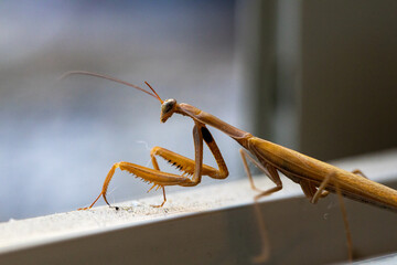 praying mantis close up