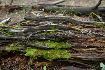 The old fallen tree with green moss lies in the wild forest.