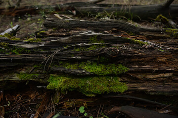 Fototapeta na wymiar Dark fallen mossy tree lies in the wild pine forest. 