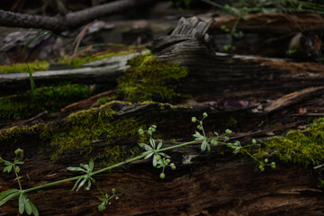 Dark fallen mossy tree with green ivy leaves on its trunk lies in the dense forest.