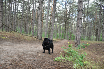 Fototapeta na wymiar Cute black pug dog stands on a forest road in the light pine forest.