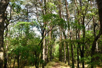 The tops of deciduous trees and pine trees form a green arch in the sunny forest.