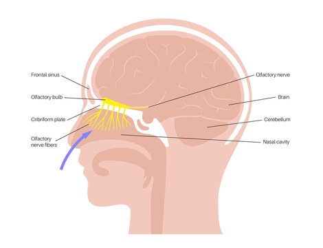 olfactory nerve filaments