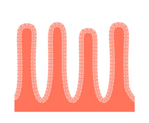 Intestinal villi anatomy