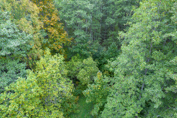 Directly above aerial drone full frame shot of green emerald pine forests and yellow foliage groves with beautiful texture of treetops. Beautiful fall season scenery. Mountains in autumn colors 
