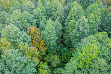 Directly above aerial drone full frame shot of green emerald pine forests and yellow foliage groves with beautiful texture of treetops. Beautiful fall season scenery. Mountains in autumn colors 