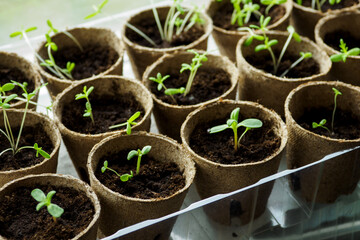 Green seedlings in soil and sowing pots.