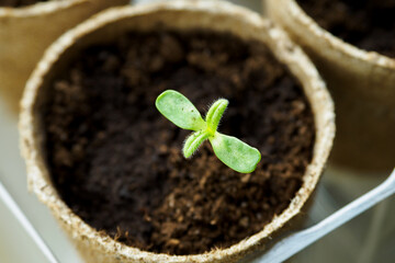 Green seedlings in soil and sowing pots.