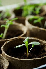 Green seedlings in soil and sowing pots.