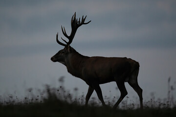 Male red deer, cervus elaphus, walking on horizon in the dark from side view. Animal wildlife with brown fur and antlers at night. Outline of a wild mammal in nature.