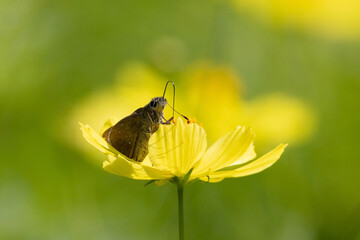 黄色いコスモスの蜜を吸うセセリチョウ