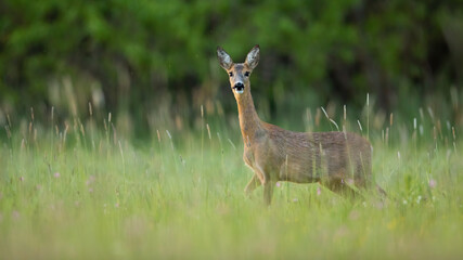 Roe deer, capreolus capreolus, female standing on field in summer nature. Wild doe looking to the camera in long grass. Brown mammal staring on growing pasture.
