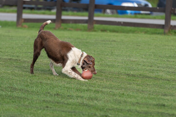 Large breed dog playing with rugby ball
