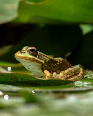Rana verde centroeuropea