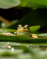Rana verde centroeuropea