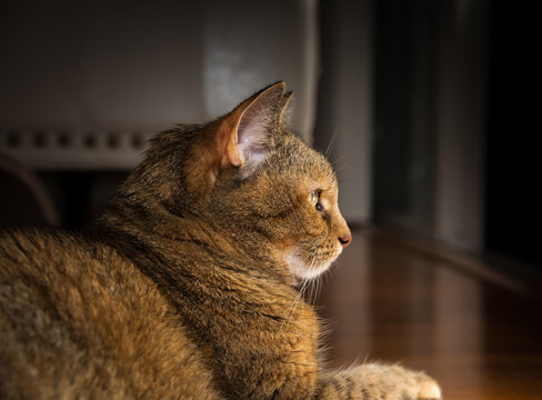 A profile photo of an American short hair tabby cat.
