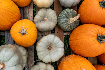 Looking down on orange and gray pumpkins aligned on a wooden pallet