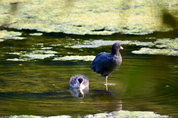 Coot with its chick on the pond in Coombe Abbey, Coventry, England, UK