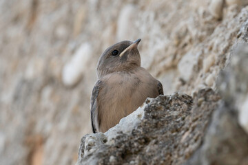 Polluelo de Golondrina - Avi&oacute;n Roquero Africano - Ptyonoprogne Fuligula
