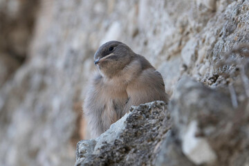 Polluelo de Golondrina - Avi&oacute;n Roquero Africano - Ptyonoprogne Fuligula