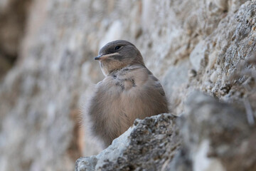 Polluelo de Golondrina - Avión Roquero Africano - Ptyonoprogne Fuligula