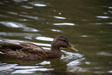 ducks swim in the pond of the city park.