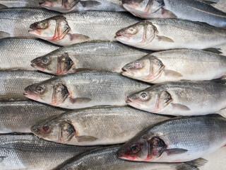 fresh Branzino fish on the market