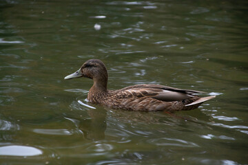 ducks swim in the pond of the city park.