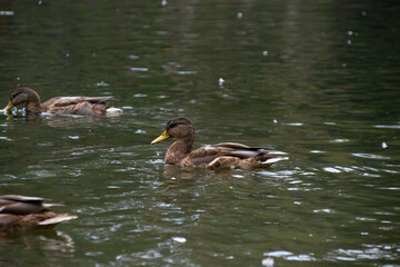 ducks swim in the pond of the city park.
