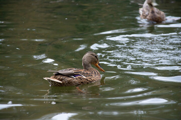 ducks swim in the pond of the city park.