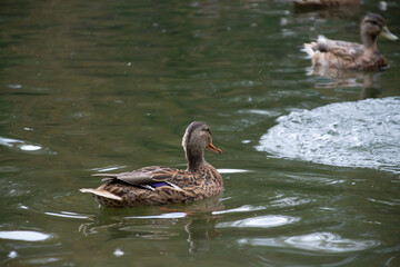 ducks swim in the pond of the city park.