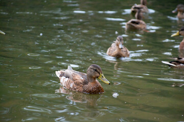 ducks swim in the pond of the city park.