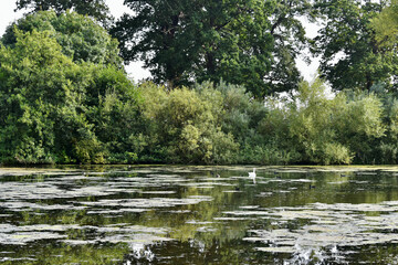 Lake with a white swan in the park in autumn, Coombe Abbey, Coventry, England, UK
