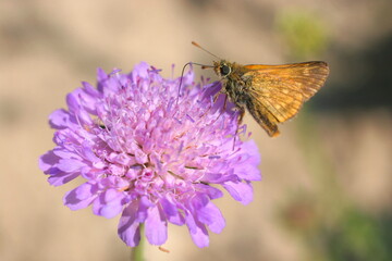 Motyl Karłątek kniejnik. © Jan