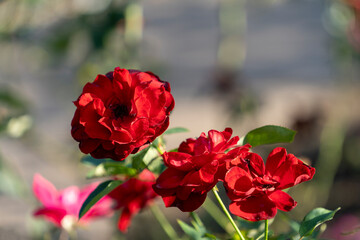 Red rose flowers close-up on a blurry background