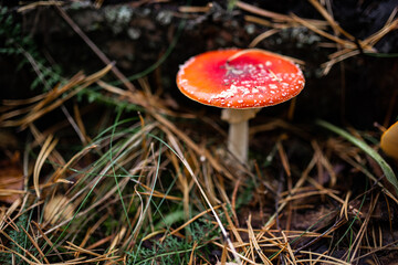 mushrooms fly agaric forest autumn mushroom red mushroom