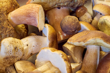 Fresh harvested forest mushrooms as a background.
