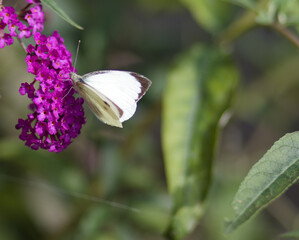 the butterfly on the flower. the name of the butterfly: 