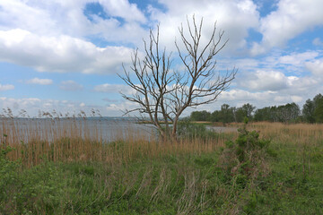 lonely tree on the wild bank of the river