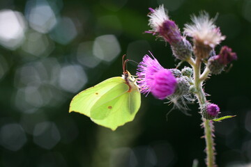 Motyl cytrynek na kwiatach ostu.