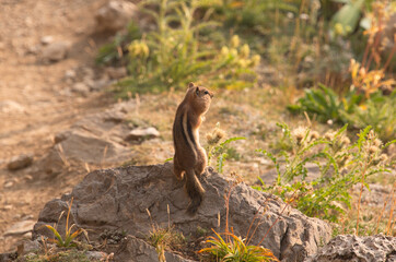 Chipmunk with stuffed cheeks, Grand Teton National Park, Wyoming, USA