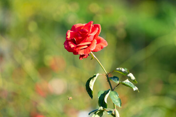Red rose flowers close-up on a blurry background