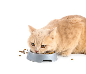 Cute cat eating food from bowl on white background