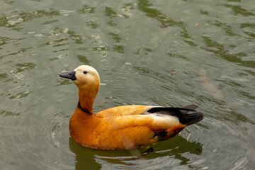Duck ogar ogari swimming in water. High quality photo - obrazy, fototapety, plakaty