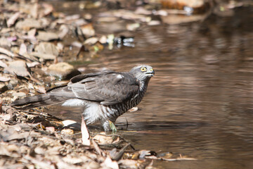 Accipiter nisus, Sparrowhawk drinking at a pond during the summer in the forest.